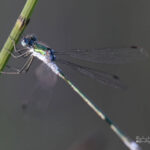 Dragonfly holidays Spain-Robust Spreadwing