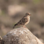 Pyrenees bird watching trip-Rock Sparrow