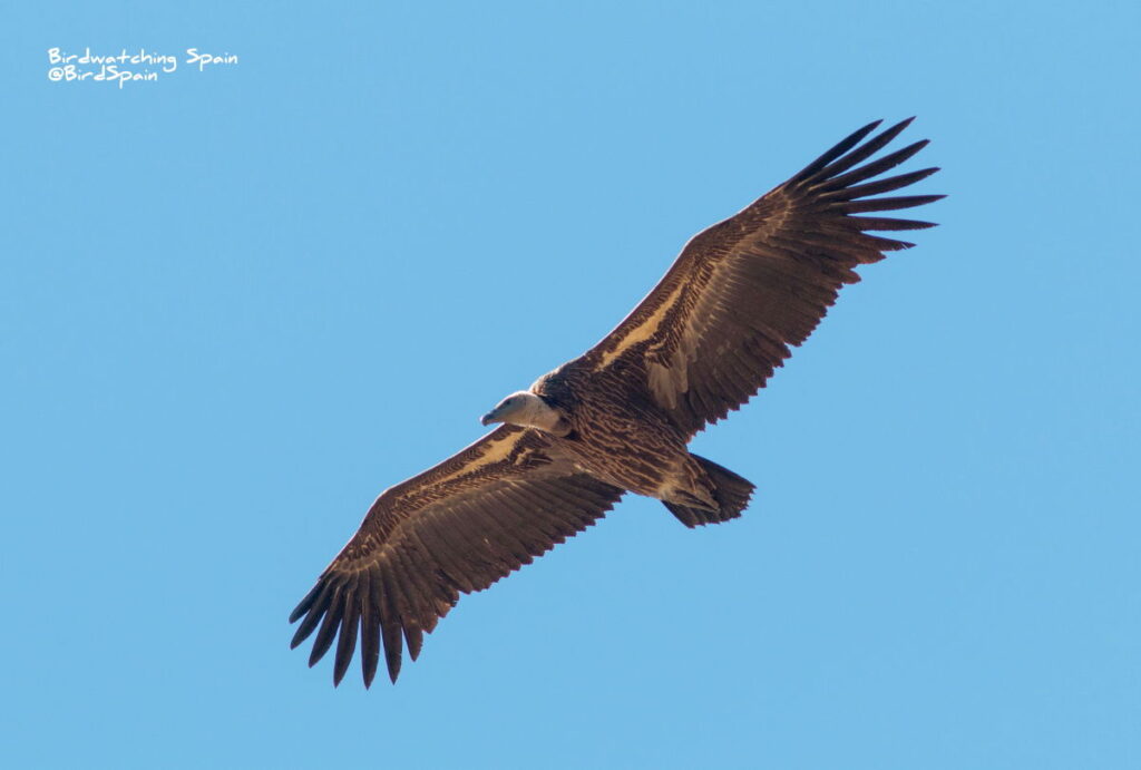 Rupell's vulture-bird migration in the strait of Gibraltar