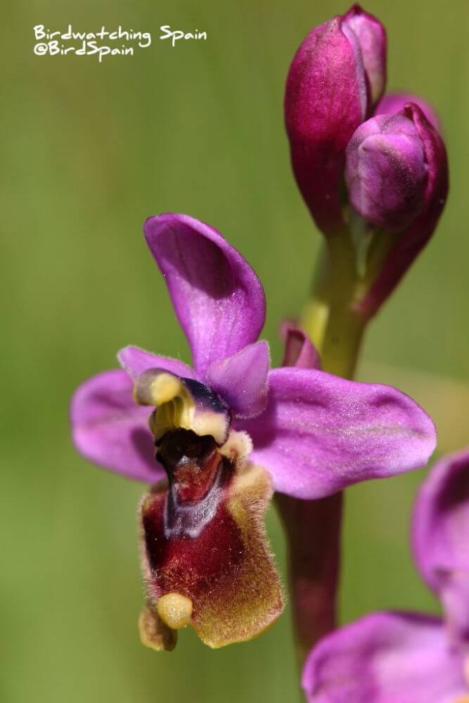 Sawfly-orchid