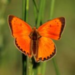 Scarce cooper-Wildlife report Cantabrian mountains