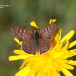 Sooty cooper butterfly in Picos