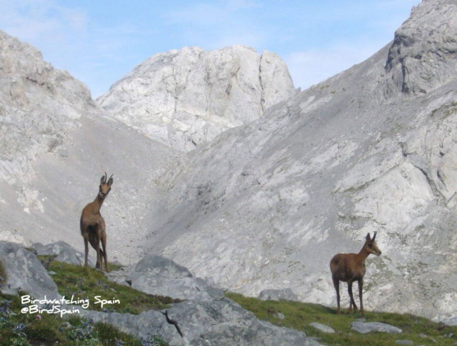 Chamois in Pyrenees