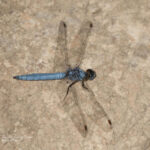 dragonfly tours in valencia