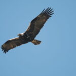 Spanish Imperial Eagle-Extremadura birding