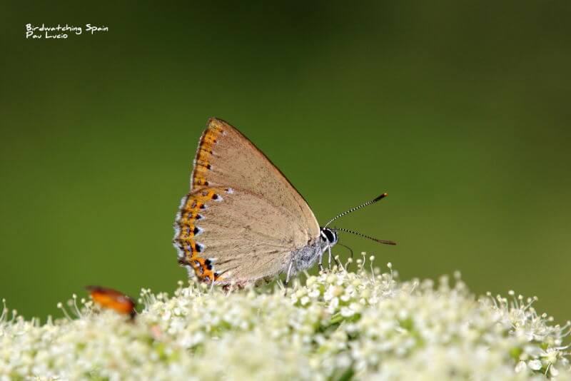 Spanish-purple-hairstreak-Wildlife report Cantabrian Mountains