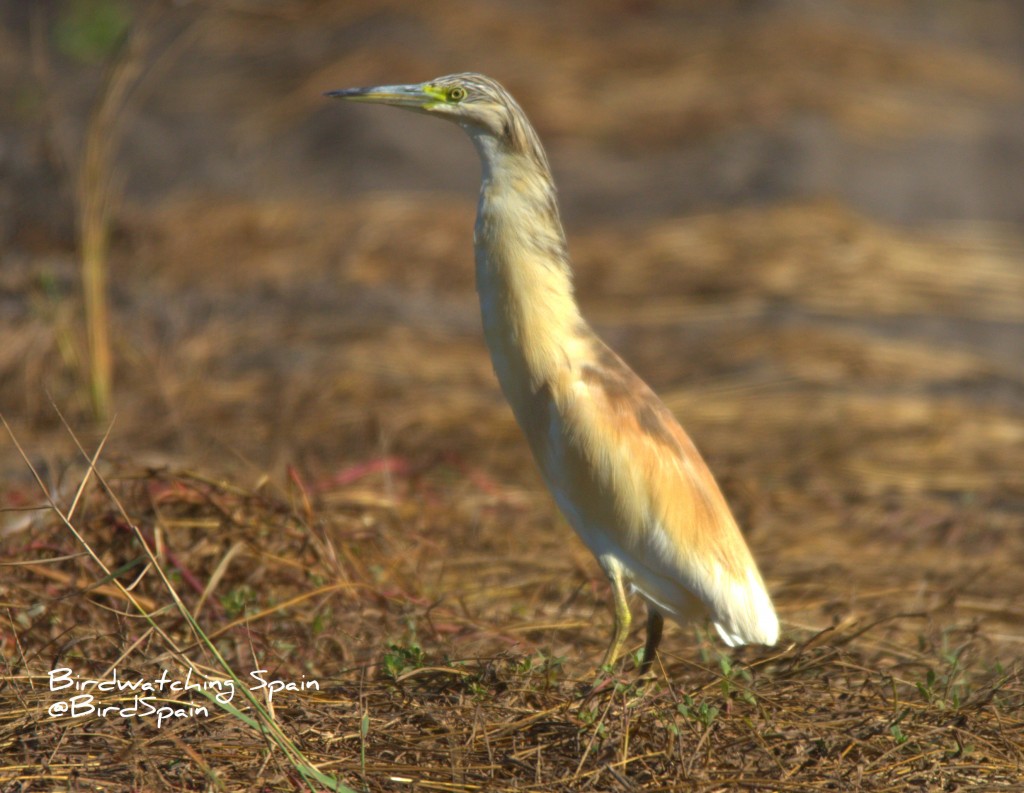 observación de aves en la albufera