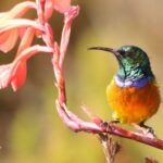 observación aves y mamíferos Sudáfrica-Suimanga