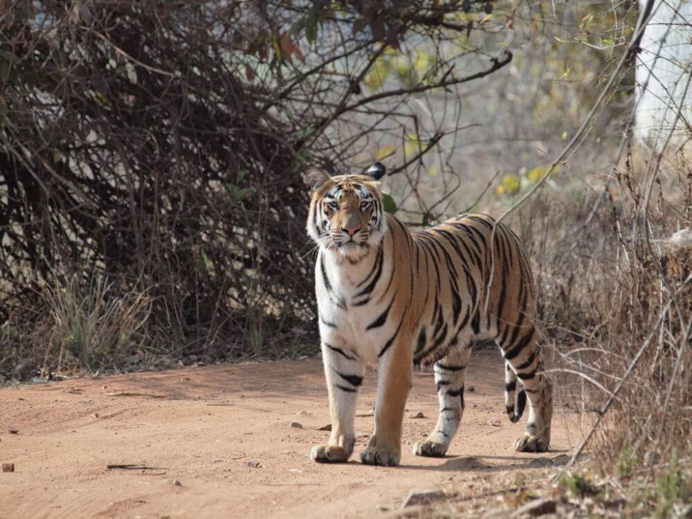 Tigre de bengala-viaje ornitológico a la India