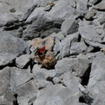 Wallcreeper-Wildlife report in the Cantabrian Mountains