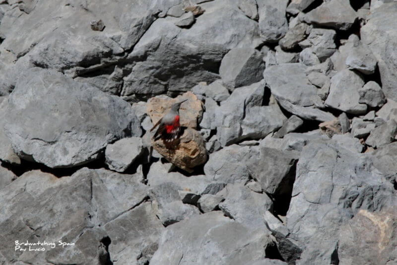 Pyrenees bird watching trip