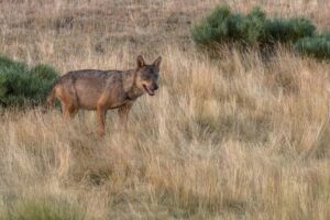 Wolfwatching tour Spain