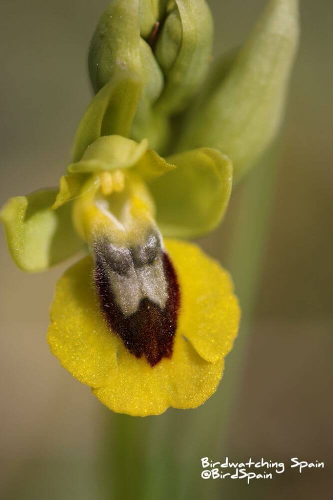 Yellow-bee-orchid-tour-Granada