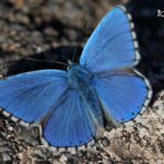 Adonis Blue- trip report La Serrania