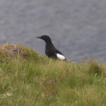 viaje ornitológico a Escocia-Arao aliblanco