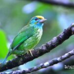 viaje ornitológico a Sri Lanka-Barbudo frentigualdo