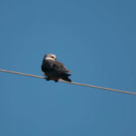 Birding trip Donana-black winged kite