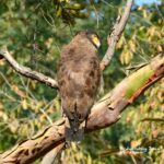 crónica del viaje ornitológico a India-Culebrera
