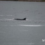 delfines mulares-excursión ornitológica a Escocia