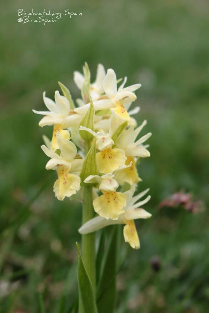 orchis tours in Cantabrian mountains
