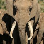 Viaje observar mamíferos Sudáfrica