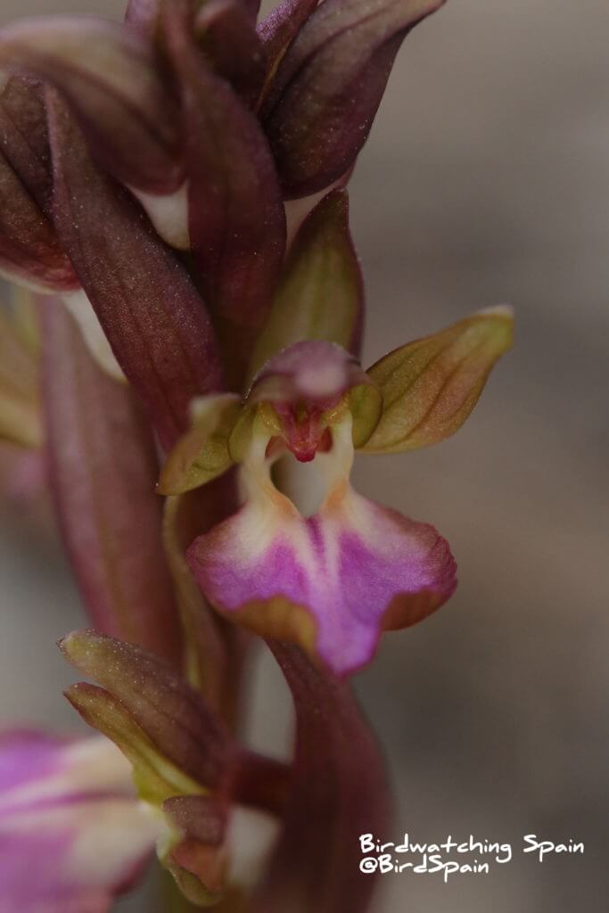 Fan-lipped-orchid-Granada