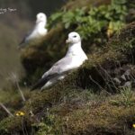 Fulmar en Handa