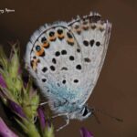 Idas blue-butterflies in Sierra Nevada