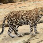 Ver leopardo en Sudáfrica