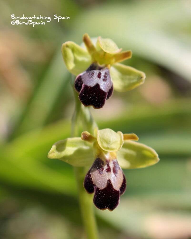 sombre-bee-orchid-tours-spain