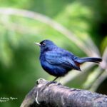 viaje ornitológico a Sri Lanka