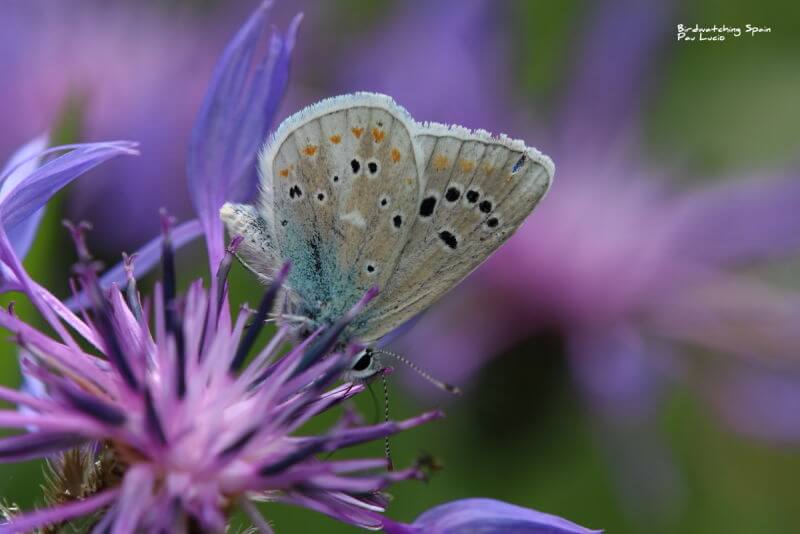 Wildlife report Cantabrian Mountains-turquoise blue