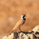 Crónica del viaje ornitológico a Marruecos