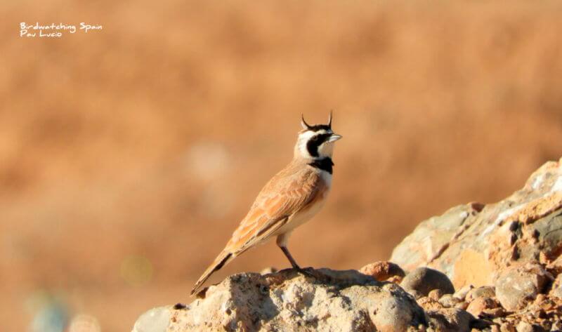 Temminck's lark-birds of Morocco