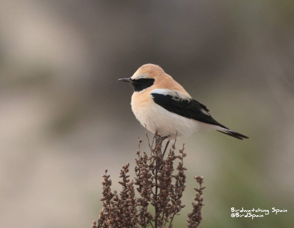 Black-hear-Wheatear in Spain