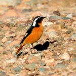 Colirrojo diademado-Crónica del viaje ornitológico a Marruecos