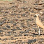 Corredor sahariano-observando aves en Marruecos
