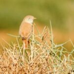 Curruca sahariana-Crónica del viaje ornitológico a Marruecos