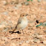 Collalba culirroja-Observando aves en Marruecos