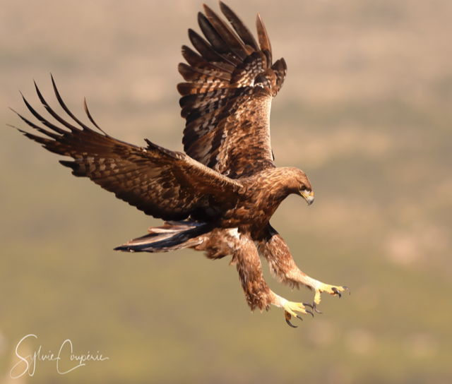 Golden Eagle photography hide Spain