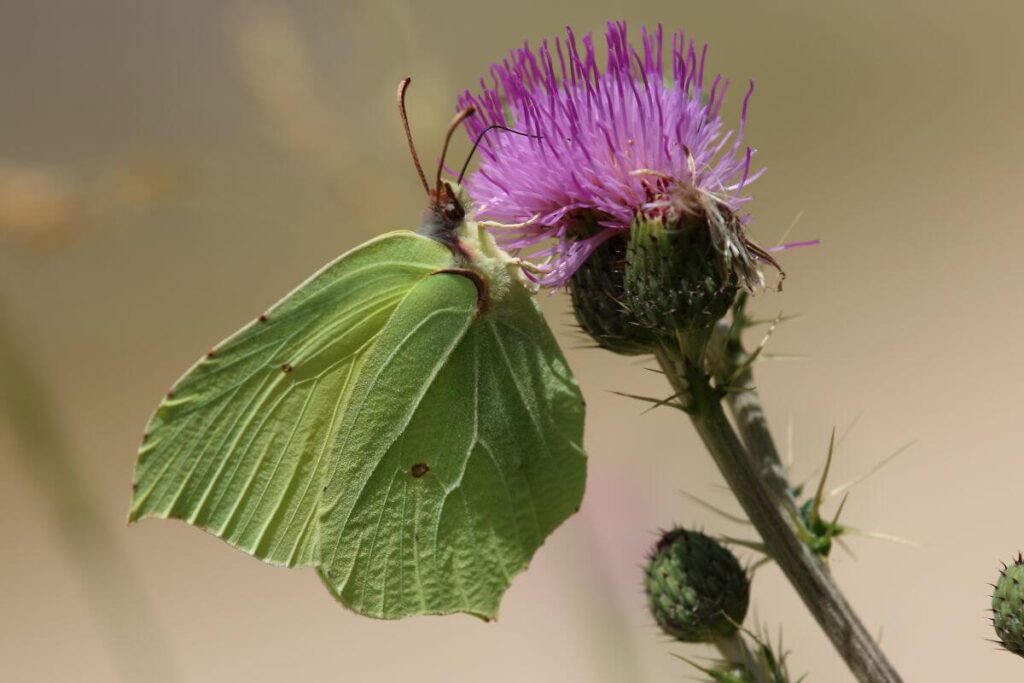 Brimstone butterfly Spain