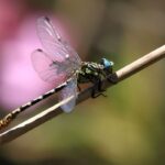 Cazuma clubtail in Valencia