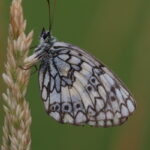 Butterflies in Montes Universales-Esper's Marbled White