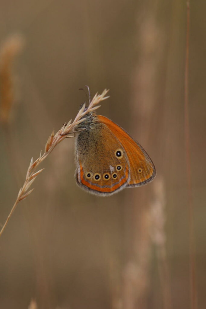 Spanish chesnut heath-butterflies in Montes Universales