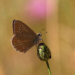 Butterflies in Montes Universales-Oberthur’s Anomalous Blue