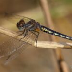 Dragonflies in Valencia