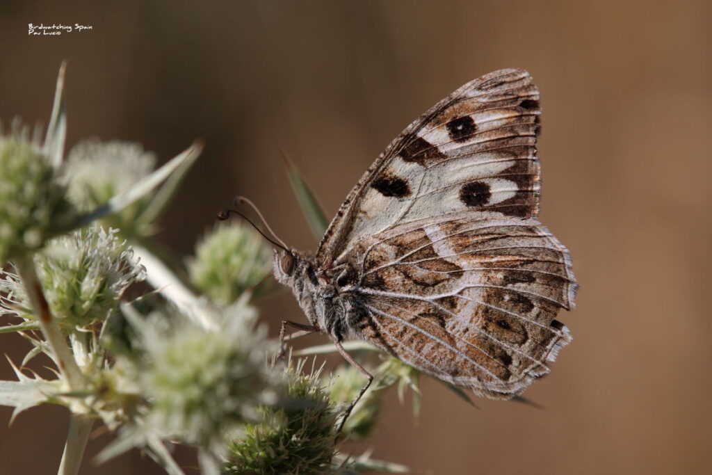 Southern Hermit-butterflies tours in Spain