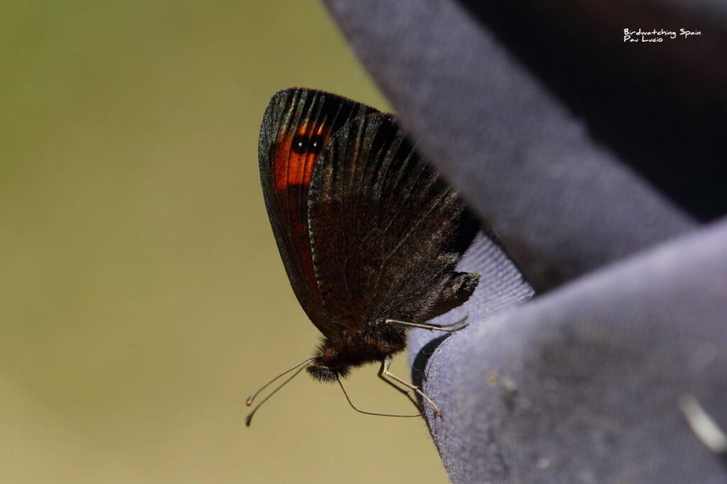 Zapater's ringlet-butterflies in Montes Universales