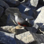 Wallcreeper in the Cantabrian Mountains