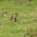 Wildcat-mammals Cantabrian mountains
